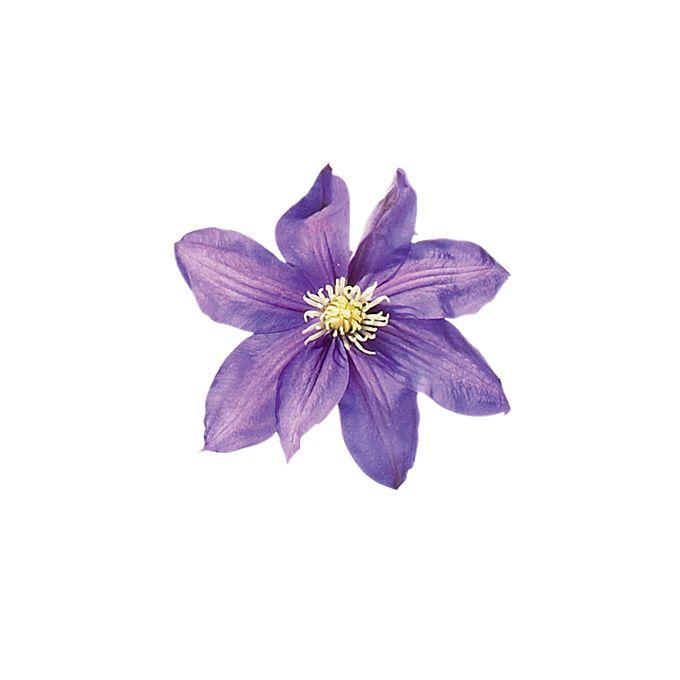 Secret Garden Delight: Aromatic Blossom Fusion